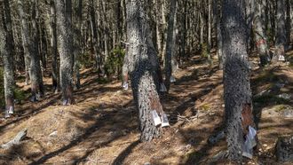 Plan piloto en montes de Bolmente (Sober) para extracci�n de resina sin practicar grandes cortes en los pinos
