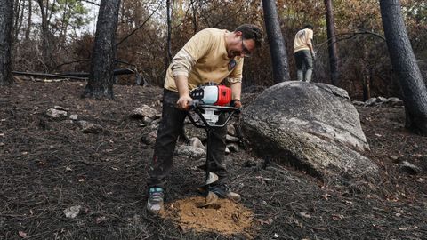 Plantacin de uno de los castaos