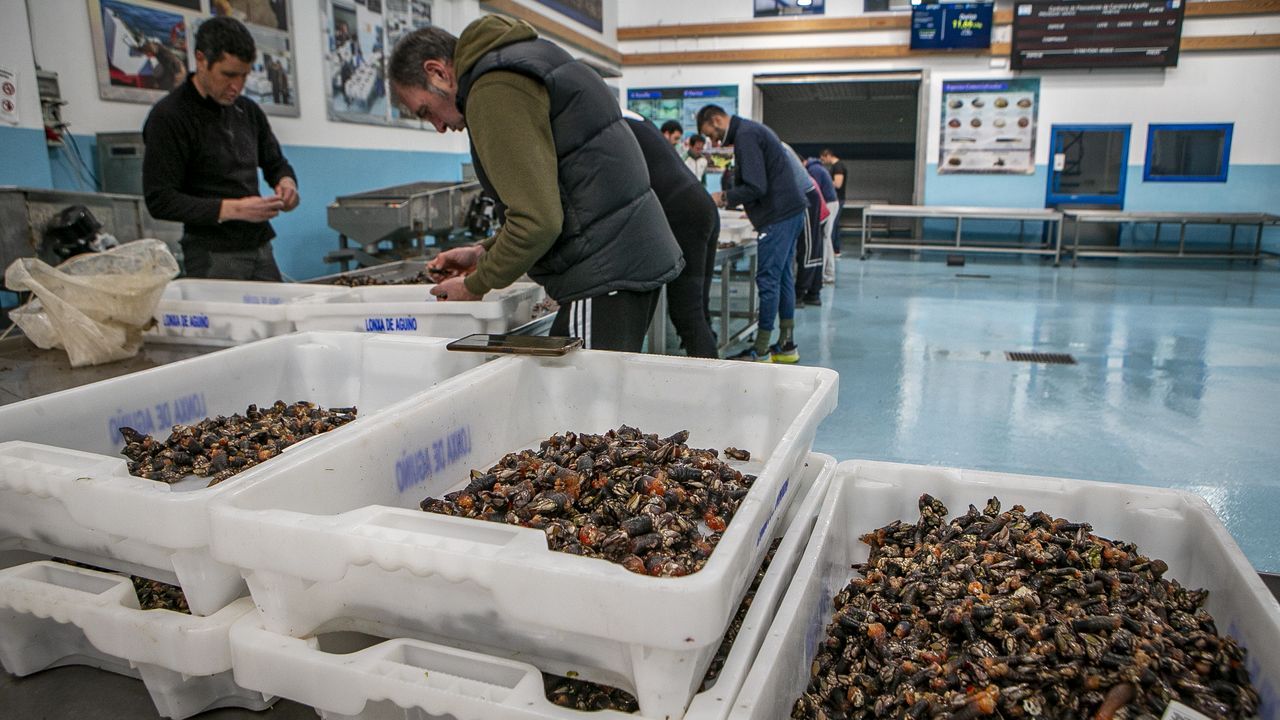 La lonja de Aguiño se afianza entre las principales proveedoras de percebe de Galicia