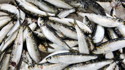 Sardinas como estas capturadas en la costa gallega pueden ayudar a combatir la malnutrici�n en zonas costeras de �frica o Asia donde se pescan