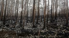 Imagen de archivo de uno de los incendios ms grandes registrados en A Maria.