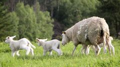 Una madre con sus peque�os pasta en libertad por una de las fincas de este ganadero en el concello de Pol