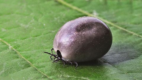 Garrapata