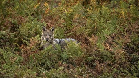Un lobo ib�rico en una foto de archivo