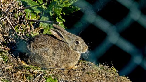 El conejo silvestre vive en todo el Parque Nacional 