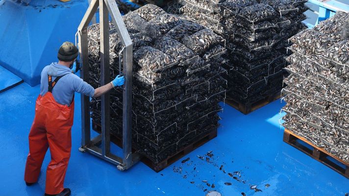 Descarga de mejill�n para fresco de la empresa Benito Oubi�a en el muelle de Vilanova.