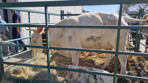 Una vaca con su becerro en la exposicin de Montederramo.