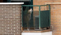 Excalibur, el perro de Teresa Romero, fue sacrificado para evitar posibles riesgos