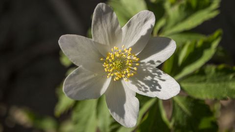 Anémona de bosque o «Anemone nemorosa»