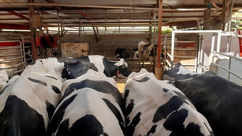 Vacas de la Ganader�a Baldomero, en Tineo