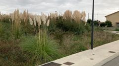 Plumachos en una finca municipal de la urbanización de Xaz