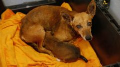Mutti, la perra que no quera ser atrapada pero se dej coger para amamantar a su cachorro, ya con l en el refugio de Os Palleiros.