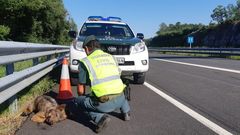 En la A-52 fue atropellado un lobo