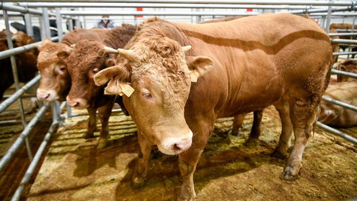 La Central Agropecuaria de Galicia sigue mejorando semana a semana las cotizaciones de sus animales