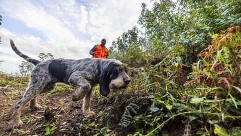 Imagen de archivo de una batida para cazar jabal�es en la Costa da Morte