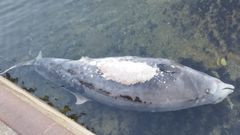 El cet�ceo muerto por la ingesta de pl�sticos