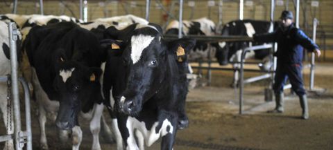 La de vacas fue la única sección que elevó precio: un euro en res.