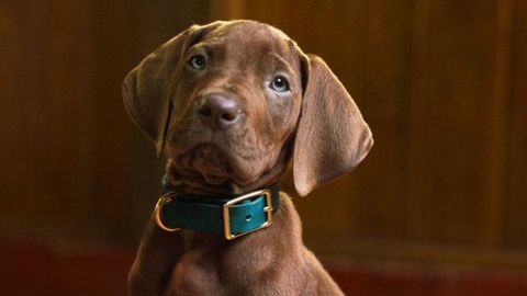El cachorro que dar� vida a Scooby-Doo