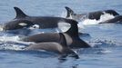 Las orcas que interactan con los veleros pertenecen a la poblacin ibrica, asentada en el Estrecho y que migra hacia el norte tras los bancos de atn, su alimento preferido