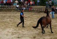 La gala incluye un concurso de belleza de caballos de pura raza, �rabes y espa�oles. 
