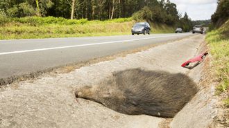 Es una carretera en la que ya se han producido otros accidentes con jabal�es.