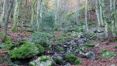 Hayedo de Busmayor. Agua y bosque durante toda la ruta