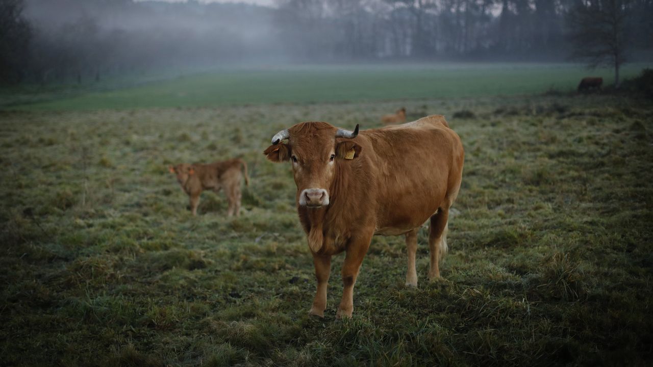 La carne de vaca gallega bate récords de cotización y de prestigio