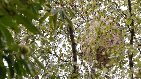 Nido de velutina en el municipio de Outeiro de Rei 