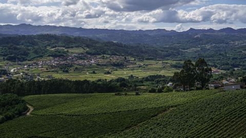 Viñedos del Ribeiro en el valle del río Avia, en una vista desde Casal de Armán.