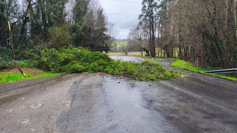 Imagen del �rbol ca�do en Abegondo, que cort� una carretera por debajo de las instalaciones del CIAM.