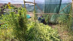 plantas intervenidas por la Guardia Civil