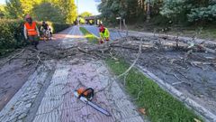 Cierran la Avenida de Bos Aires por una tala de arboles secos