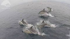 Un espect�culo de m�s de 3.000 delfines frente a la costa gallega