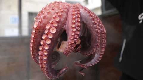 Pulpo