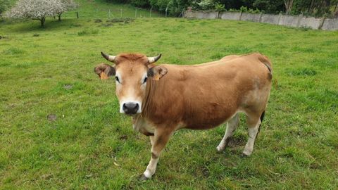 Vaca asturiana de los valles