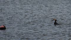 Una de las im�genes del cormor�n reduciendo a la anguila en la parte urbana de la r�a de Viveiro, frente all Hotel Urban