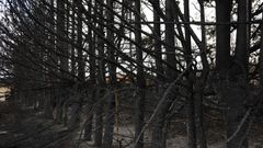 Imagen de los efectos del reciente incendio forestal en la Sierra de la Culebra, en Zamora.