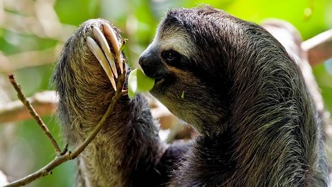 El perezoso trid�ctilo puede tardar una hora en bajar de un �rbol peque�o.