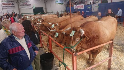 Feria y subasta de ganado vacuno en A Fonsagrada.