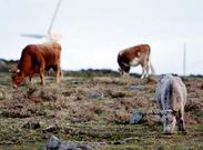 Imagen del ganado pastando en el monte de A Curota, donde en 1990 aparecieron reses muertas por la sequ�a que se registr�.