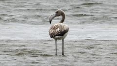 El ejemplar, un ave joven, descans� durante varias horas en la desembocadura del Tamuxe antes de continuar su viaje y es el tercero observado en el estuario este verano.