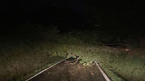 Los �rboles son de gran porte, est�n situados muy pr�ximos a la carretera y cuando se derrumban cortan toda la v�a, provocando molestias a los residentes en la zona, adem�s de suponer un riesgo.