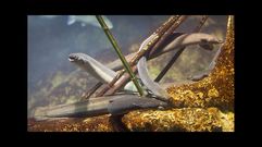 El ciclo vital de este curioso pez sigue guardando secretos para los cient�ficos