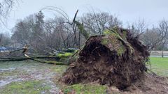 �rbol de 50 a�os ca�do por el viento en el Campus Sur de Santiago