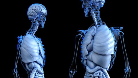 anatomia