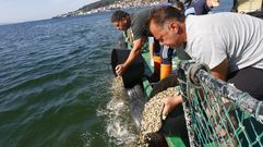 Siembra de cr�a de almeja babosa en el banco marisquero de Campelo, en Poio