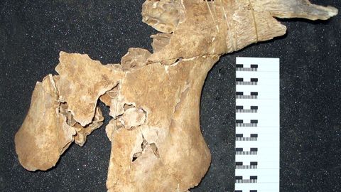 Huesos del cr�neo de uno de los uros que se descubrieron en el 2010 en la cueva de Chan de Lindeiro y que desempe�an un importante papel en el proyecto cient�fico 