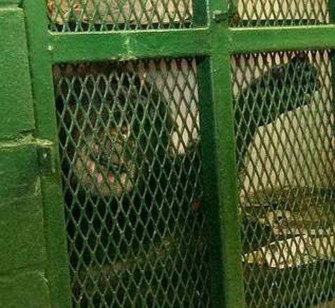 El chimpanc� Tommy, en su jaula.