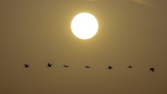 El Sol en un amanecer.