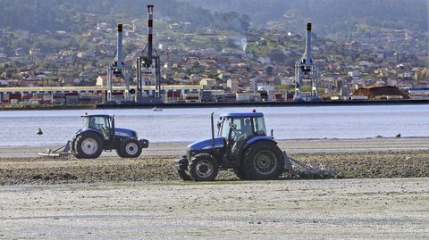 Tractores arando el banco marisquero de Combarro durante la marea baja